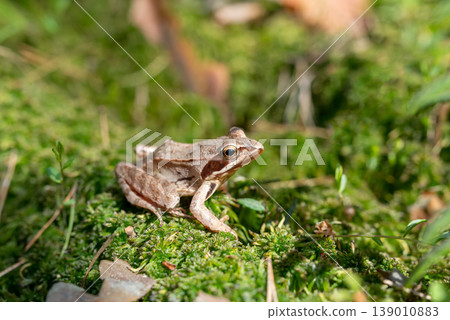 Small grey frog sitting on the geen soft moss, close up. Representative of amphibians composing the order Anura, found in the marshy forest Small grey frog sitting on the geen soft moss, close up. Representative of amphibians composing the order Anura, found in the marshy forest 139010883