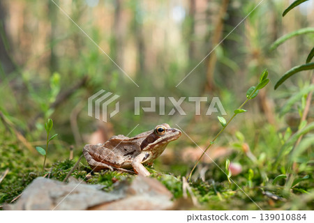 Close up of a small thin beige frog, sitting on moss in the forest. Marshy surrounding, tiny amphibian, wild nature life concept Close up of a small thin beige frog, sitting on moss in the forest. Marshy surrounding, tiny amphibian, wild nature life concept 139010884