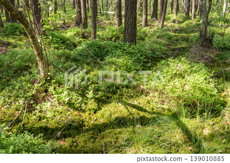 Marshy forest, plenty of green plants on the ground. Flourishing of life in the woods, blueberry, moss and swamp spots in early summer time Marshy forest, plenty of green plants on the ground. Flourishing of life in the woods, blueberry, moss and swamp spots in early summer time 139010885