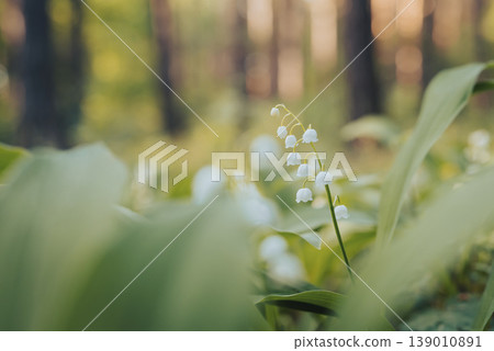 Close up of lily of the valley flowers blooming in pine forest. Bright lily of the valley flowers in spring forest, toned image Close up of lily of the valley flowers blooming in pine forest. Bright lily of the valley flowers in spring forest, toned image 139010891
