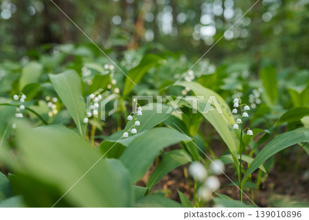 Close up on lily of the valley flowers in forest. Bright sun ray illuminating blooming lily of the valley flowers Close up on lily of the valley flowers in forest. Bright sun ray illuminating blooming lily of the valley flowers 139010896
