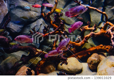 Exotic freshwater fishes in aquarium 139011029