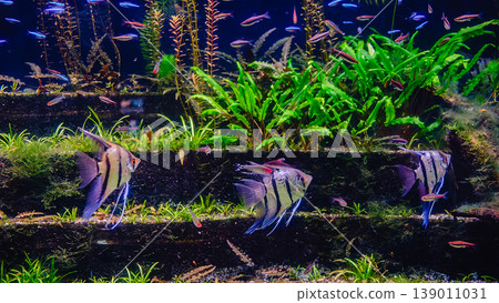 Tropical fish Pterophyllum scalare altum Tropical fish Pterophyllum scalare altum 139011031