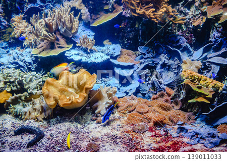 Coral Reef and Tropical Fish Coral Reef and Tropical Fish 139011033