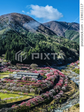 The breathtaking scenery of flowering peach trees in Achi Village, including the surrounding mountains. 139011117