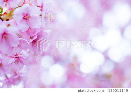 Kawazu cherry blossoms, close-up of the blossoms Kawazu cherry blossoms, close-up of the blossoms 139011149