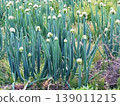 Clusters of onion flower heads signal the arrival of spring. 139011215