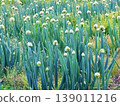 Clusters of onion flower heads signal the arrival of spring. 139011216