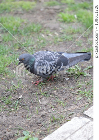 A lonely pigeon in an urban environment. 139011226
