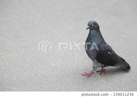 A lonely pigeon in an urban environment. A lonely pigeon in an urban environment. 139011256