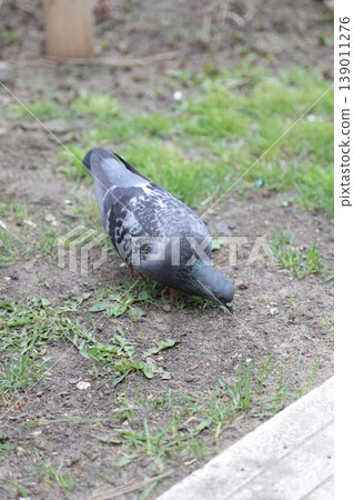 A lonely pigeon in an urban environment. A lonely pigeon in an urban environment. 139011276