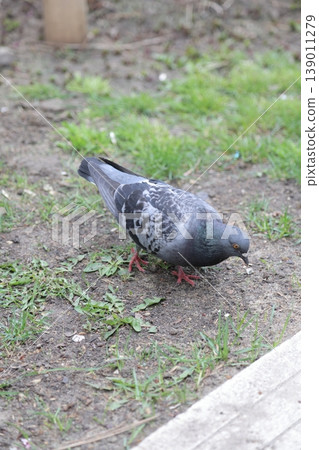 A lonely pigeon in an urban environment. A lonely pigeon in an urban environment. 139011279