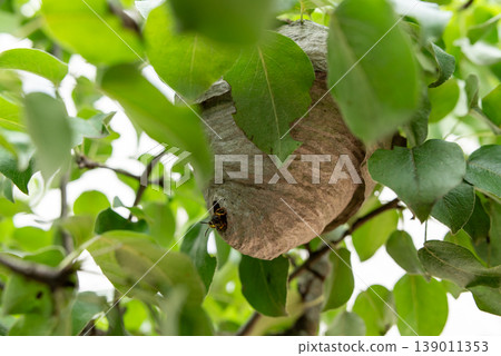 Close up of wasp nest on pear tree. One wasp going out of their nest Close up of wasp nest on pear tree. One wasp going out of their nest 139011353