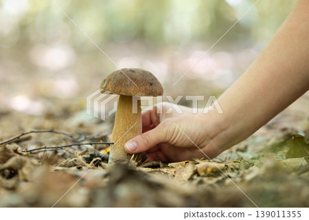 Girl picking white mushroom in forest. Searching and picking edible boletus mushrooms in autumn forest Girl picking white mushroom in forest. Searching and picking edible boletus mushrooms in autumn forest 139011355