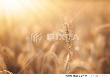 Ear of wheat with rays of bright setting sun on the background. Ripe golden ear before harvest Ear of wheat with rays of bright setting sun on the background. Ripe golden ear before harvest 139011362