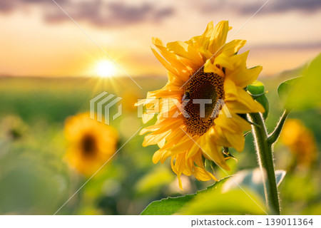 Close up of blooming sunflower with setting sun on background. HDR image of bright sunflower in agricultural field in the evening Close up of blooming sunflower with setting sun on background. HDR image of bright sunflower in agricultural field in the evening 139011364