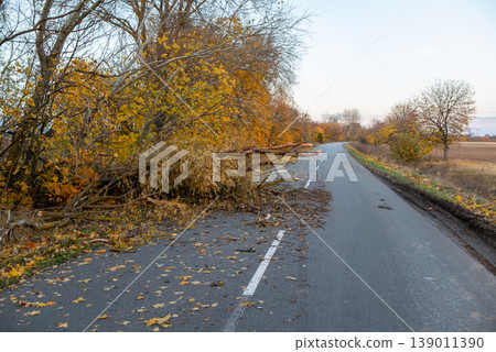 Asphalt road in the countryside, some trees are fallen on the roadway, autumn time. Natural obstacle for drivers, consequences of windy weather Asphalt road in the countryside, some trees are fallen on the roadway, autumn time. Natural obstacle for drivers, consequences of windy weather 139011390