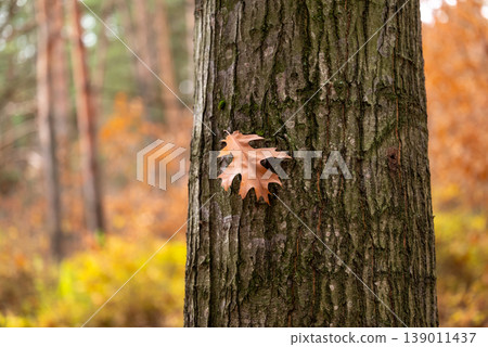 Yellow oak leaf on the tree trunk. Concept of autumn weather, foliage, fall nature Yellow oak leaf on the tree trunk. Concept of autumn weather, foliage, fall nature 139011437
