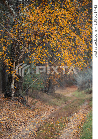 Autumn landscape of rural nature. Dirt road through forest with birch tree, pine trees, picturesque area Autumn landscape of rural nature. Dirt road through forest with birch tree, pine trees, picturesque area 139011442