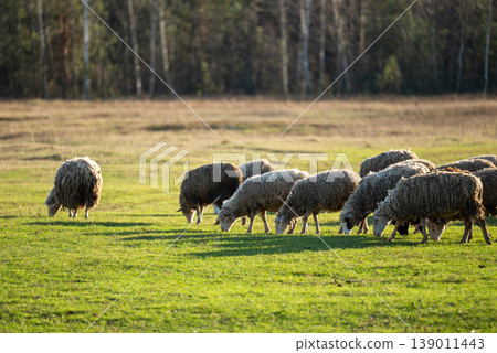 Sheep grazing on green grass. Flock of sheep on the field Sheep grazing on green grass. Flock of sheep on the field 139011443