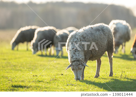 Flock of sheep on green grass on sunny day. Farmers sheep on a green meadow Flock of sheep on green grass on sunny day. Farmers sheep on a green meadow 139011444