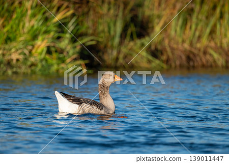 One lonely goose on the river. Beautiful goose swimming on the clean river in the evening One lonely goose on the river. Beautiful goose swimming on the clean river in the evening 139011447