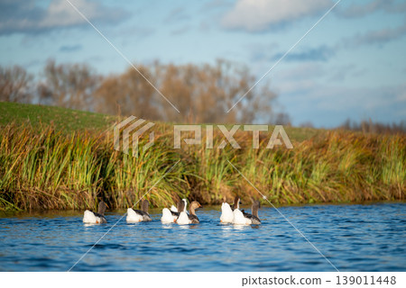 Gaggle of geese swimming on the river. Domestic animals geese on the water in countryside Gaggle of geese swimming on the river. Domestic animals geese on the water in countryside 139011448