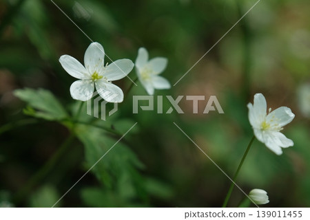 春季野花,銀蓮花(Anemone flaccida)-森林中盛開的嬌嫩的白色雙花銀蓮花。 春季野花,銀蓮花(Anemone flaccida)-森林中盛開的嬌嫩的白色雙花銀蓮花。 139011455