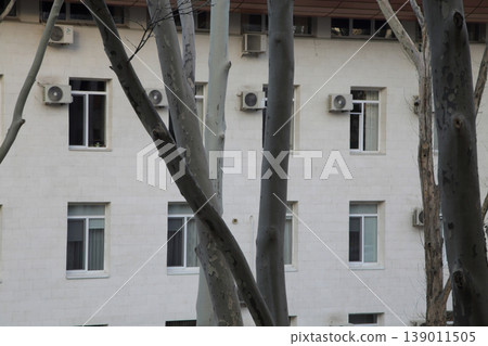Bare sycamore trunks against a white building. Bare sycamore trunks against a white building. 139011505