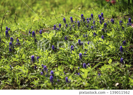 A field of muscari in early spring A field of muscari in early spring 139011562