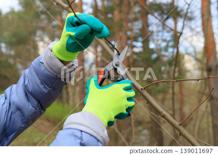 Gardener in turquoise gloves pruning thorny bush branches with professional shears. Close-up of seasonal garden maintenance and orchard care Gardener in turquoise gloves pruning thorny bush branches with professional shears. Close-up of seasonal garden maintenance and orchard care 139011697