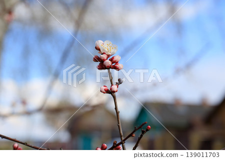 Apricot tree at the early flowering stage. Close-up of pink buds and white petals on a fruit branch. Botanical study Apricot tree at the early flowering stage. Close-up of pink buds and white petals on a fruit branch. Botanical study 139011703