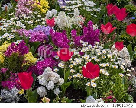 Colorful tulips and wildflowers blooming in a spring flowerbed Colorful tulips and wildflowers blooming in a spring flowerbed 139011740