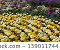 A vibrant flower garden spreads across the park in spring. 139011744