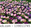 Pink fringed tulips and colorful flowerbeds spread across the spring garden. 139011745