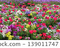 Red tulips and colorful flowerbeds adorn the spring garden. 139011747