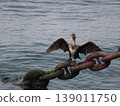 A cormorant spreads its wings on a chain in the harbor. 139011750