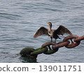 A cormorant spreads its wings on a mooring chain by the water's edge. 139011751