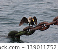 A frontal view of a cormorant spreading its wings on a chain in the harbor. 139011752