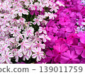 A soothing floral landscape. Moss phlox in full bloom. 139011759