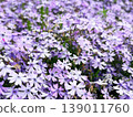 A soothing floral landscape. Moss phlox in full bloom. 139011760