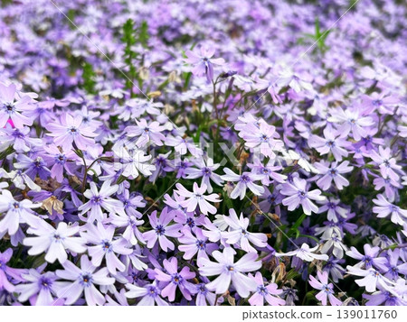 一片令人心曠神怡的花卉景觀。盛開的苔蘚福祿考。 139011760