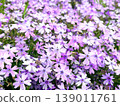 A soothing floral landscape. Moss phlox in full bloom. 139011761