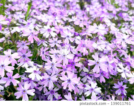 A soothing floral landscape. Moss phlox in full bloom. A soothing floral landscape. Moss phlox in full bloom. 139011761