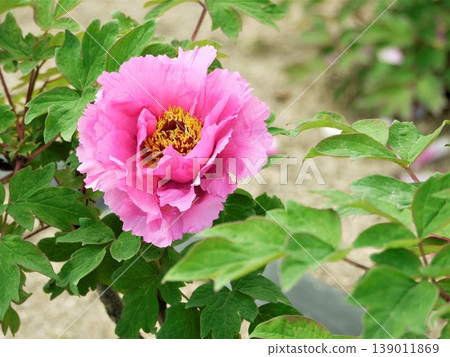 Large pink peony flowers Large pink peony flowers 139011869