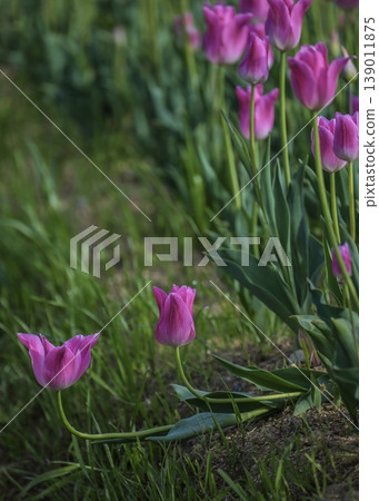 Even if a tulip flower falls over, it will still face upwards. Even if a tulip flower falls over, it will still face upwards. 139011875
