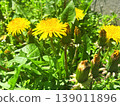 A close-up of a dandelion, evoking the breath of spring. 139011896