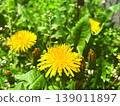 A close-up of a dandelion, evoking the breath of spring. 139011897