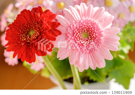 Red and pink gerberas Red and pink gerberas 139011909