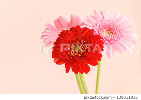 Red and pink gerberas Red and pink gerberas 139011910